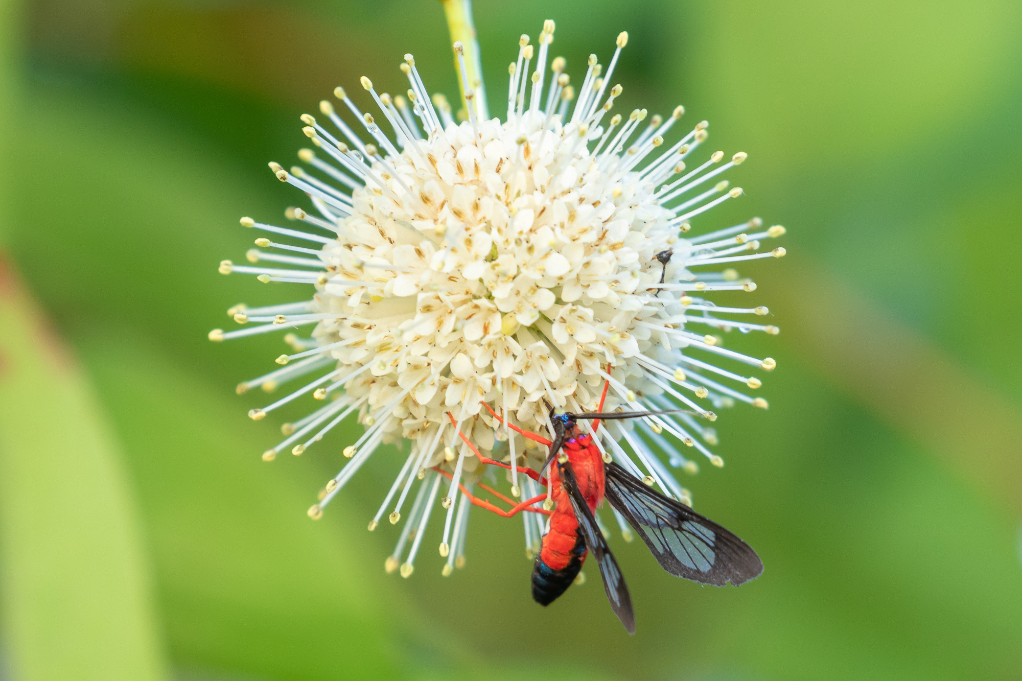 Scarlet-bodied Wasp Moth on Common Buttonbrush