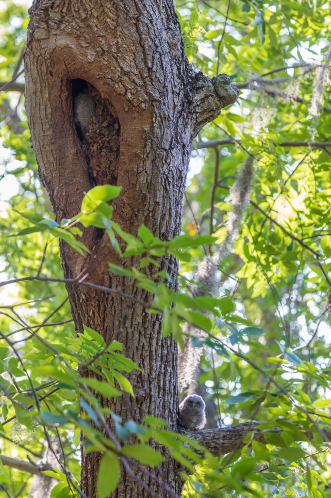 2 Baby Screech Owls in a Tree