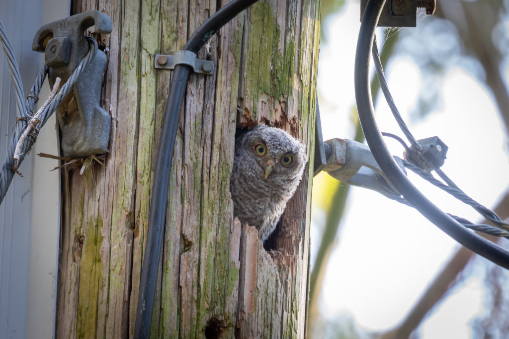 Baby Eastern Screech Owl (2)