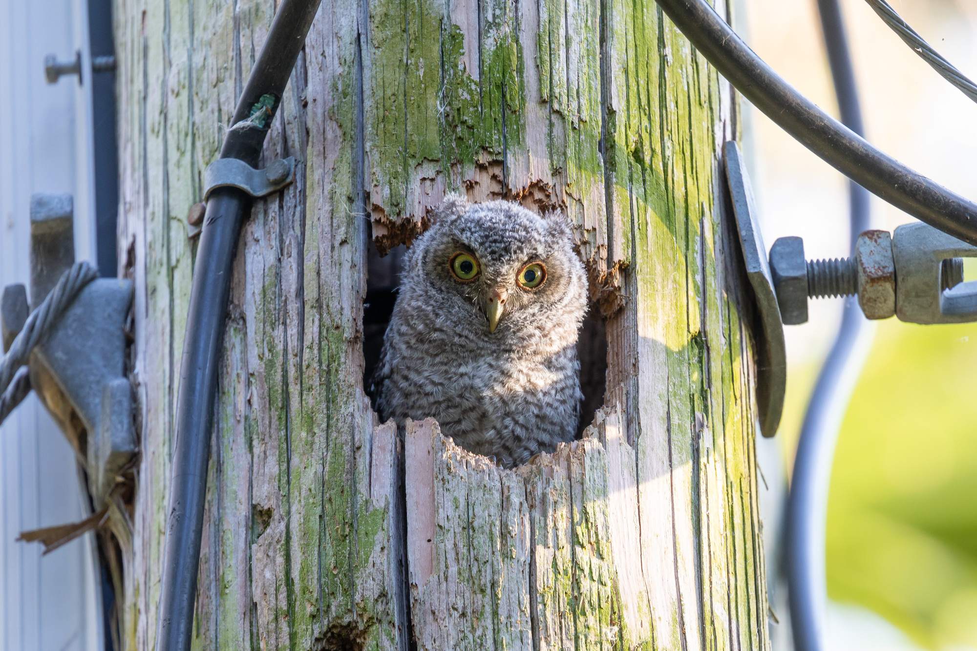 Baby Eastern Screech Owl (3)