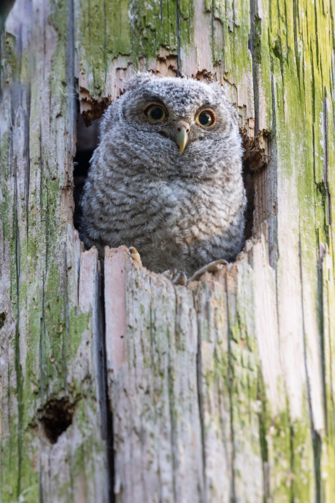 Baby Eastern Screech Owl (6)
