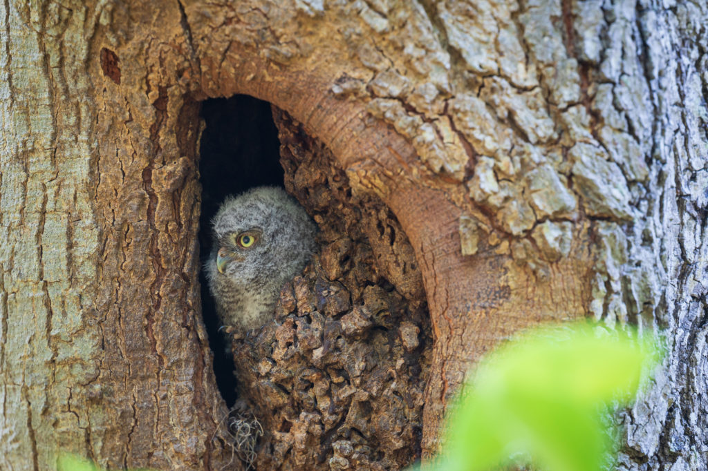 Baby Screech Owl #2 in Nest Cavity (1)