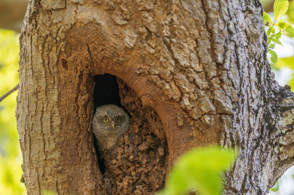 Baby Screech Owl #2 in Nest Cavity (2)