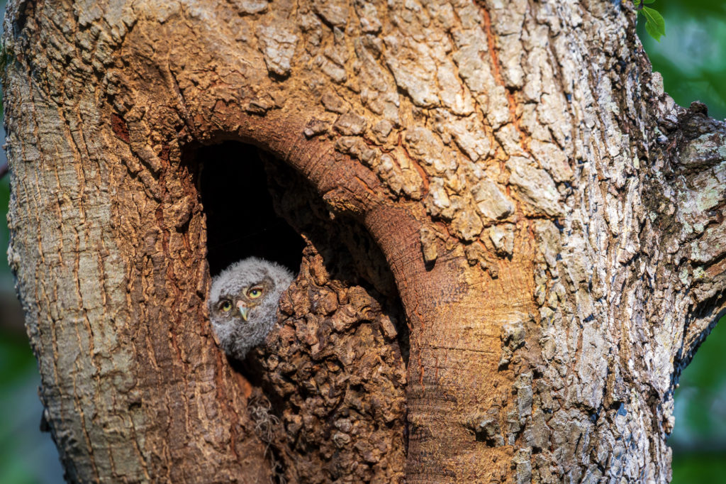 Baby Screech Owl in Nest Cavity (1)