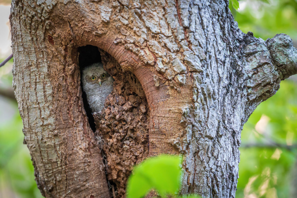 Baby Screech Owl in Nest Cavity (3)