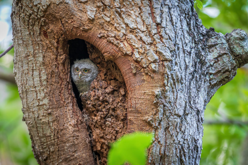 Baby Screech Owl in Nest Cavity (4)