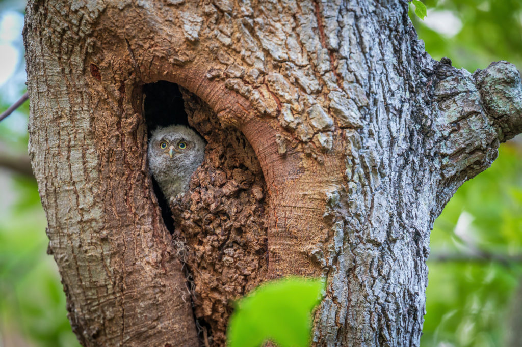 Baby Screech Owl in Nest Cavity (5)