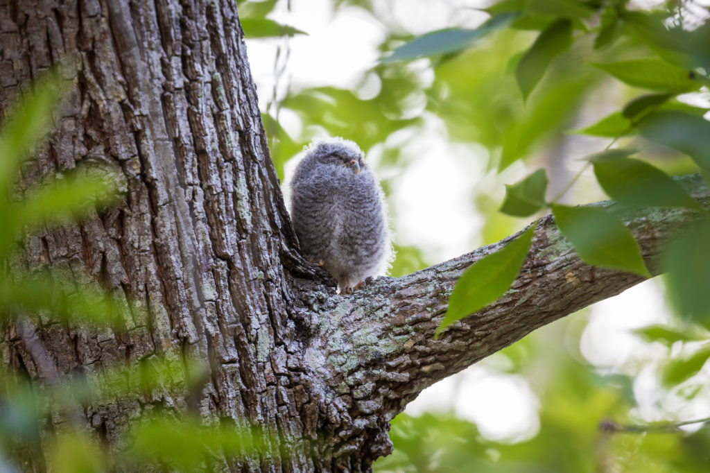 Baby Screech Owl on Branch (1)