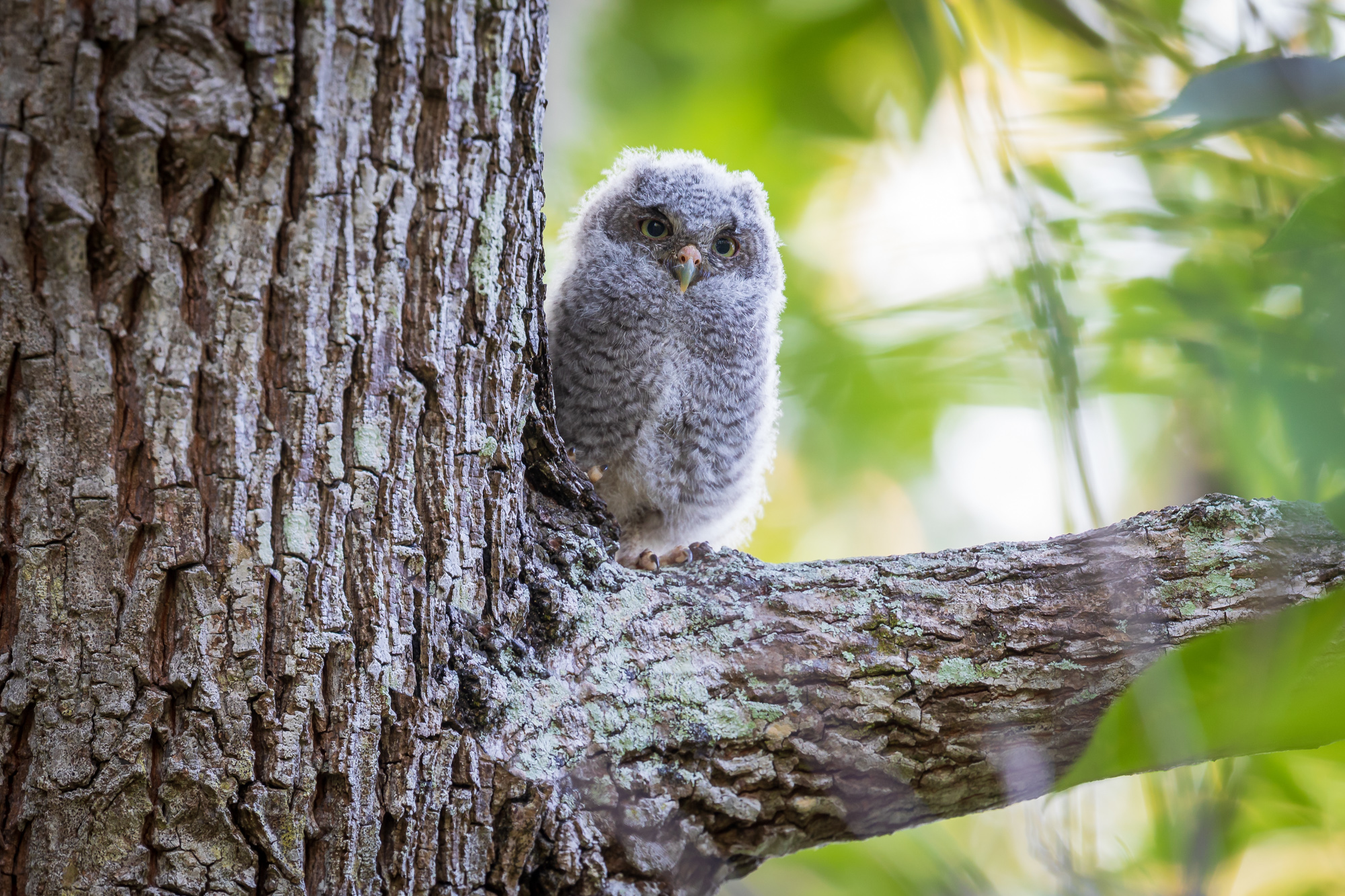 Baby Screech Owl on Branch (2)