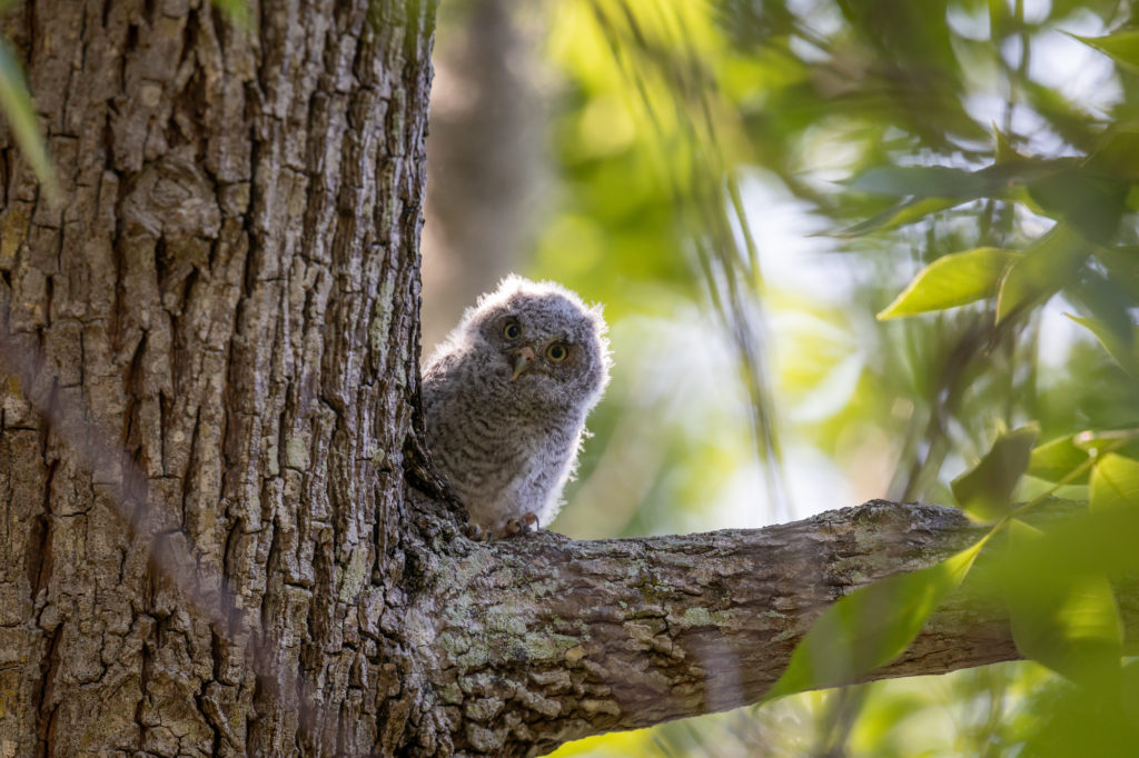 Baby Screech Owl on Branch (3)