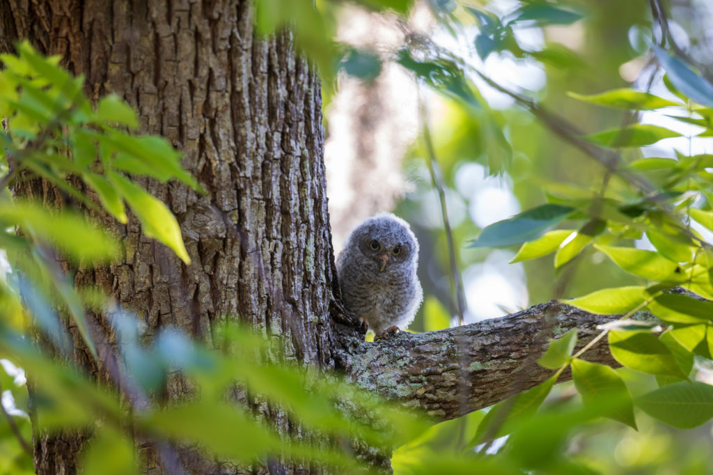 Baby Screech Owl on Branch (4)