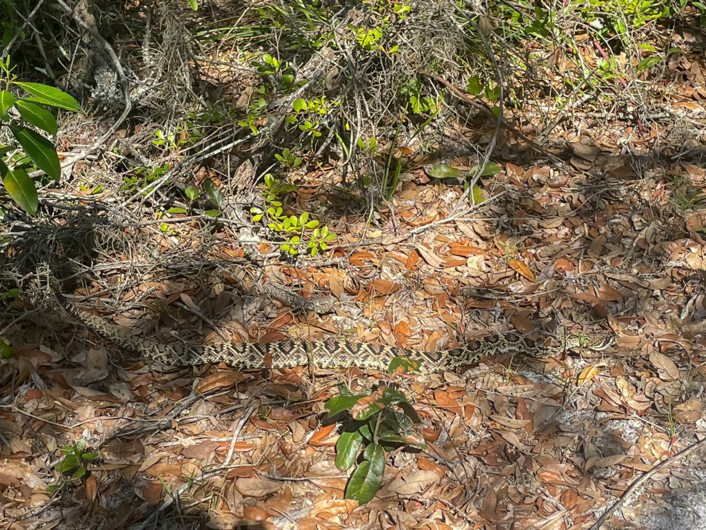 Eastern Diamondback Rattlesnake by the path- Iphone