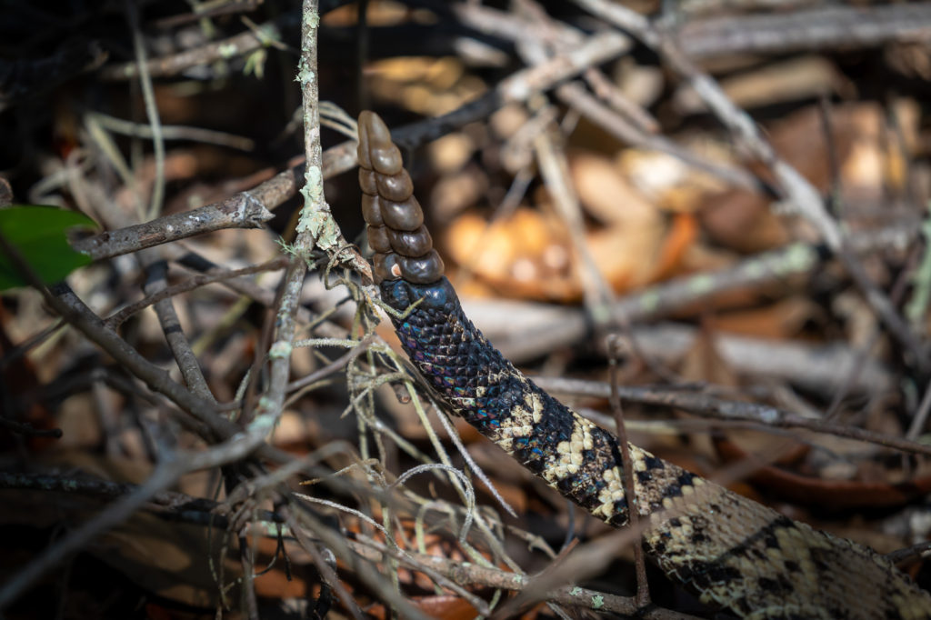 Eastern Diamondback Rattlesnake Closeups (3)