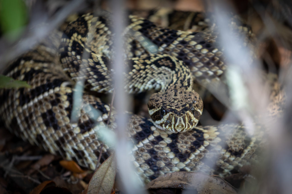 Eastern Diamondback Rattlesnake Hidden in the bushes