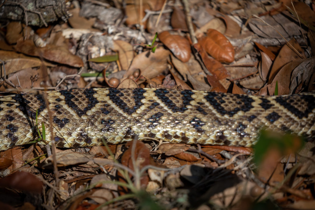 Eastern Diamondback Rattlesnake Closeups (1)
