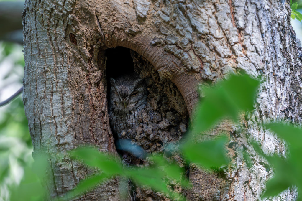 Mama Eastern Screech Owl (3)