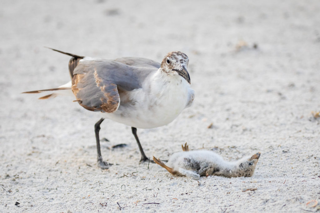 Baby Black Skimmer Attempted Predation by Laughing Gull (1)