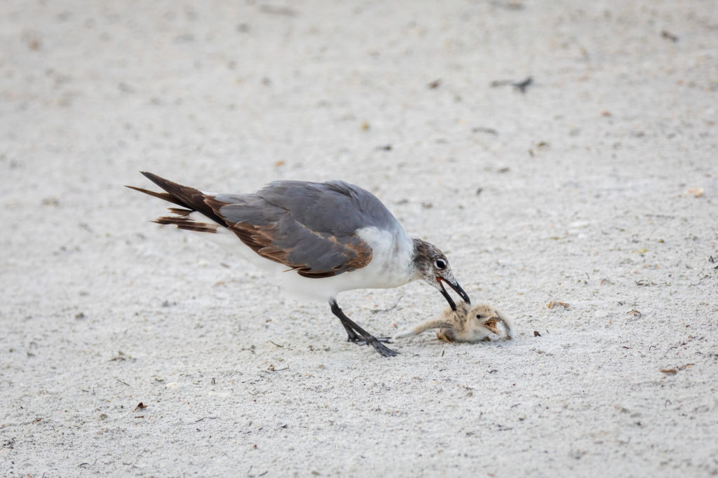 Baby Black Skimmer Attempted Predation by Laughing Gull (10)