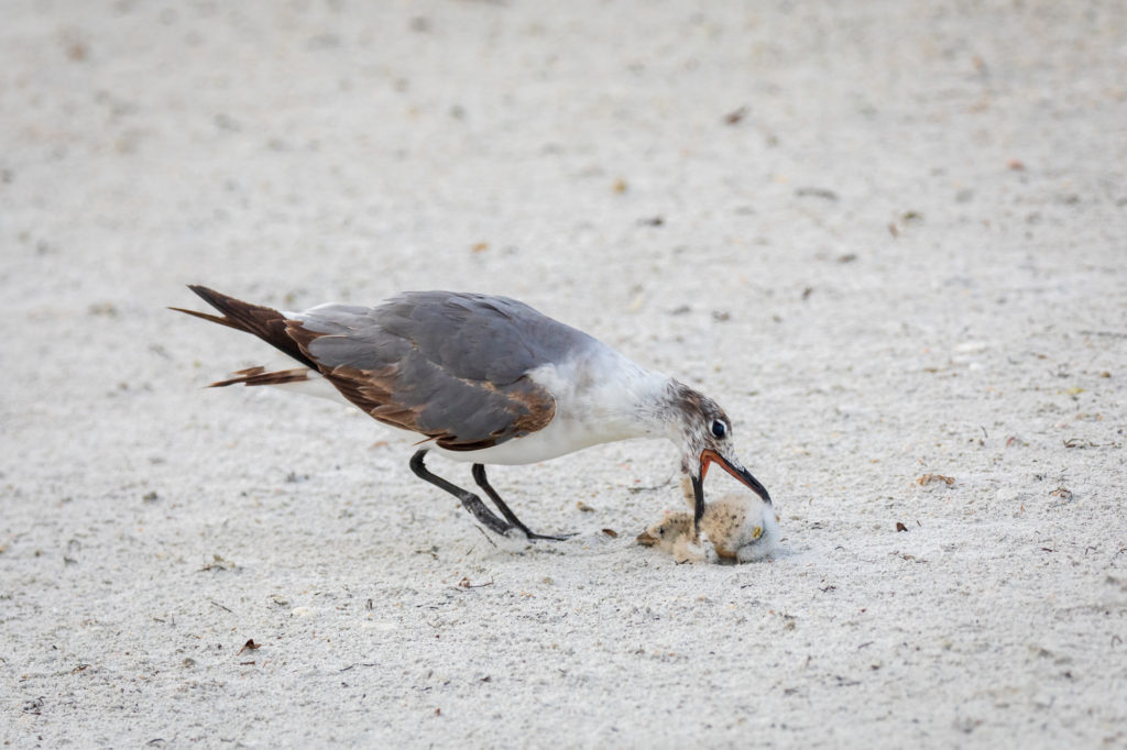 Baby Black Skimmer Attempted Predation by Laughing Gull (11)