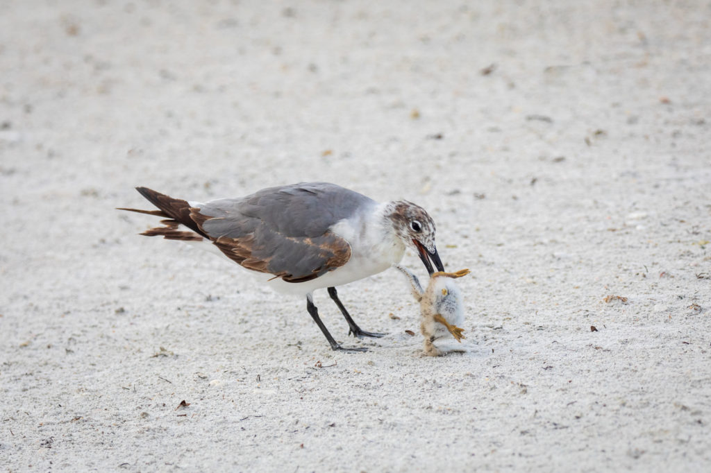 Baby Black Skimmer Attempted Predation by Laughing Gull (12)
