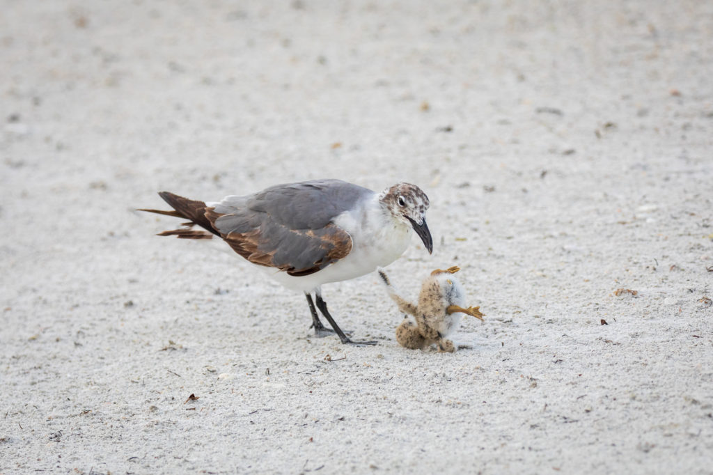 Baby Black Skimmer Attempted Predation by Laughing Gull (13)