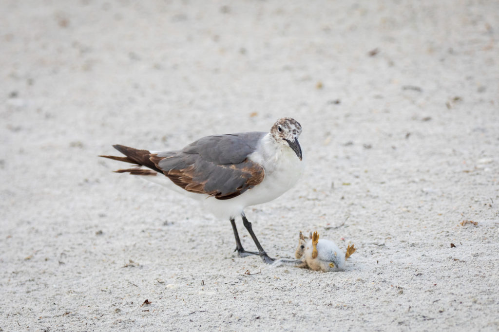 Baby Black Skimmer Attempted Predation by Laughing Gull (14)