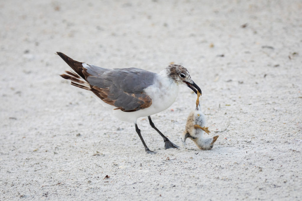 Baby Black Skimmer Attempted Predation by Laughing Gull (15)