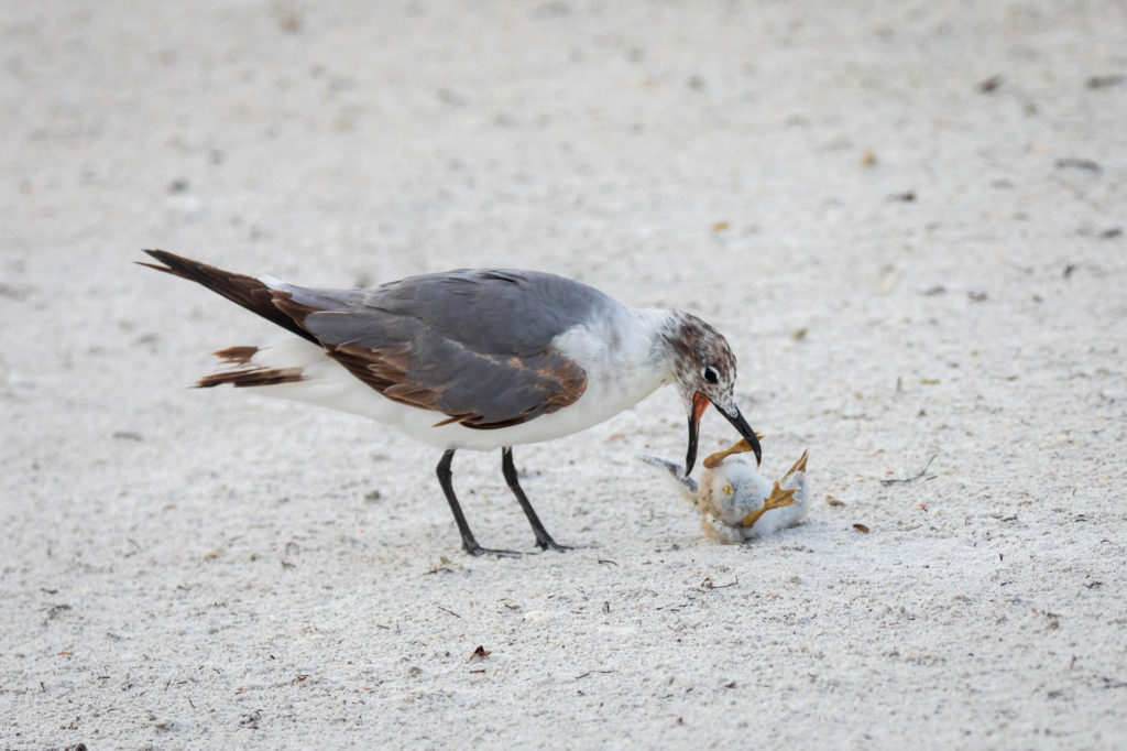 Baby Black Skimmer Attempted Predation by Laughing Gull (16)