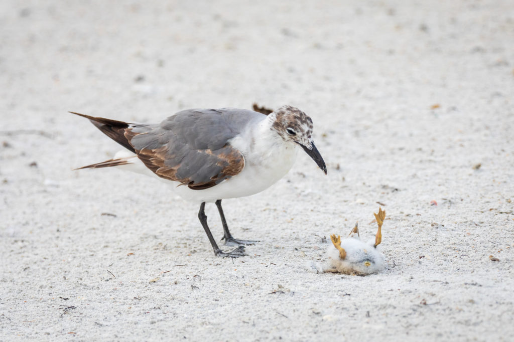 Baby Black Skimmer Attempted Predation by Laughing Gull (17)