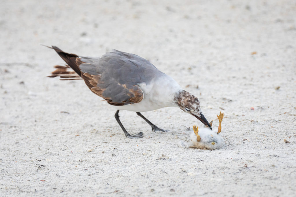 Baby Black Skimmer Attempted Predation by Laughing Gull (18)