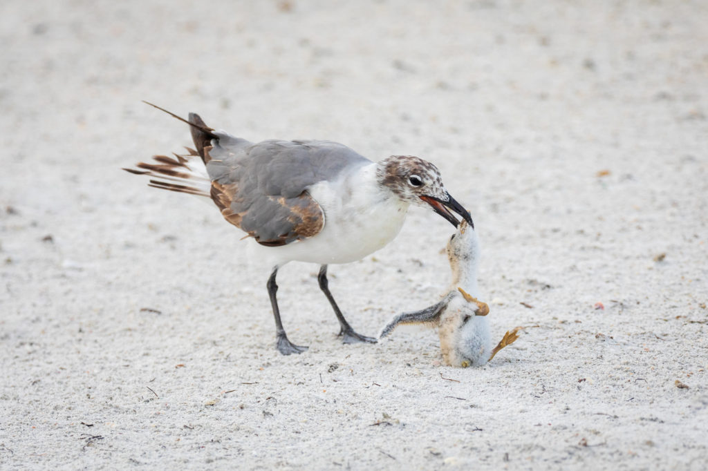 Baby Black Skimmer Attempted Predation by Laughing Gull (19)