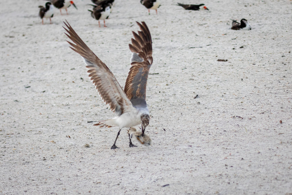 Baby Black Skimmer Attempted Predation by Laughing Gull (2)
