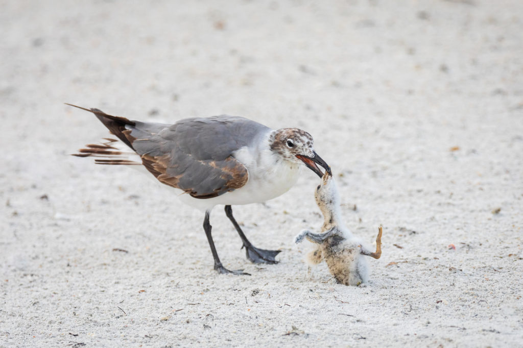 Baby Black Skimmer Attempted Predation by Laughing Gull (20)
