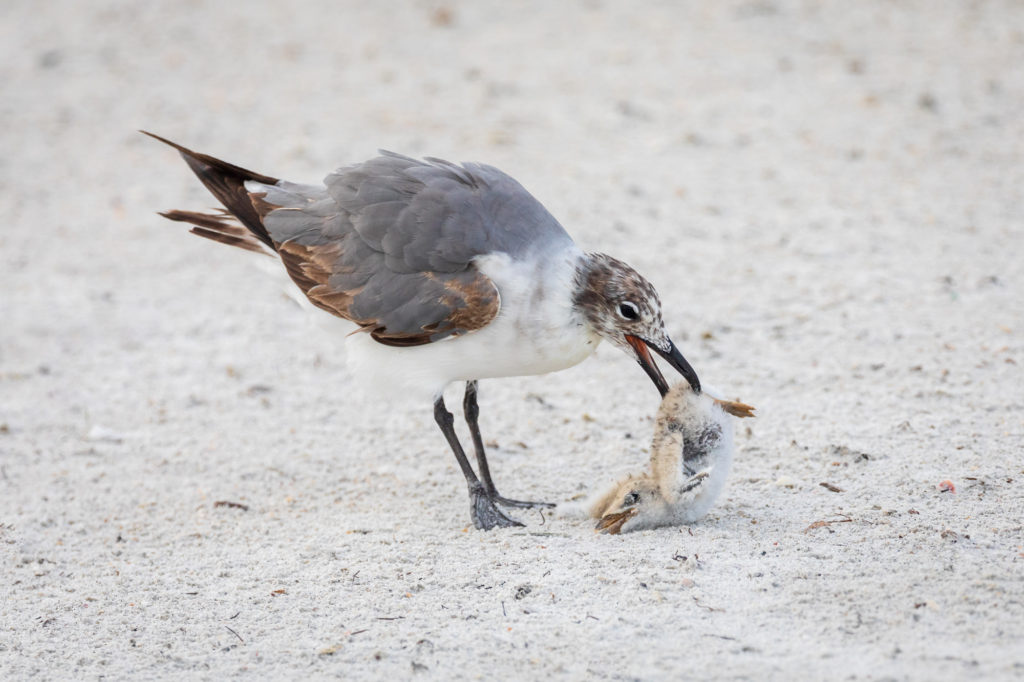 Baby Black Skimmer Attempted Predation by Laughing Gull (21)