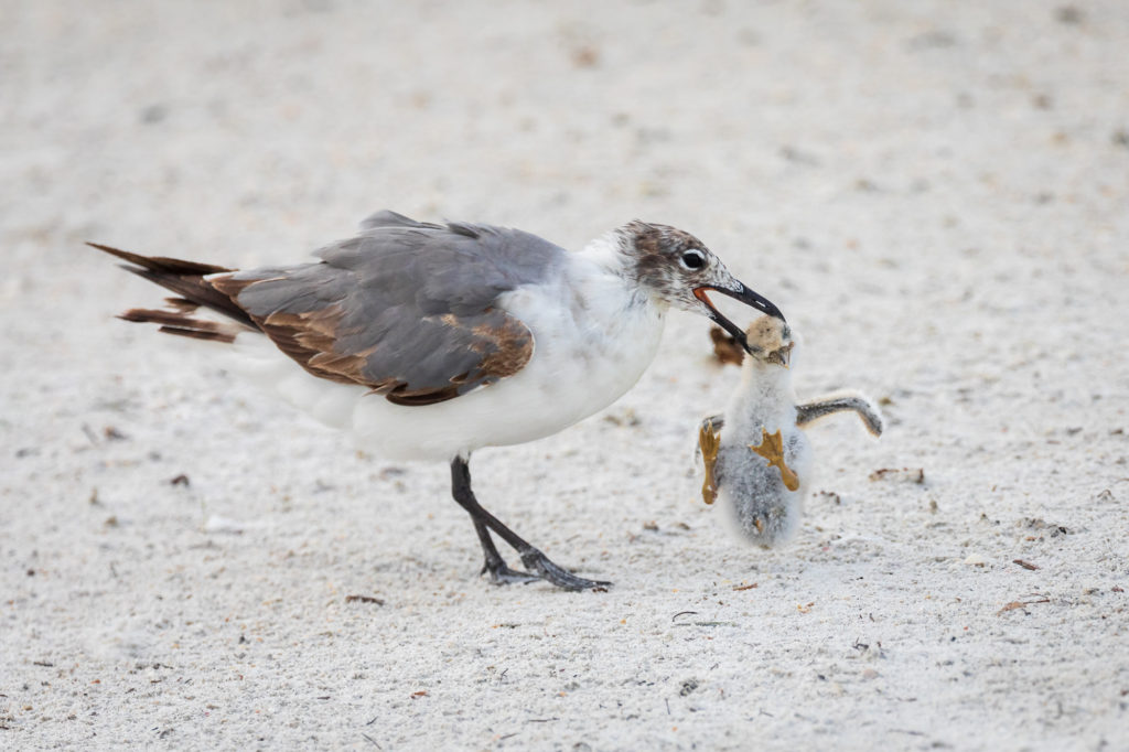 Baby Black Skimmer Attempted Predation by Laughing Gull (22)