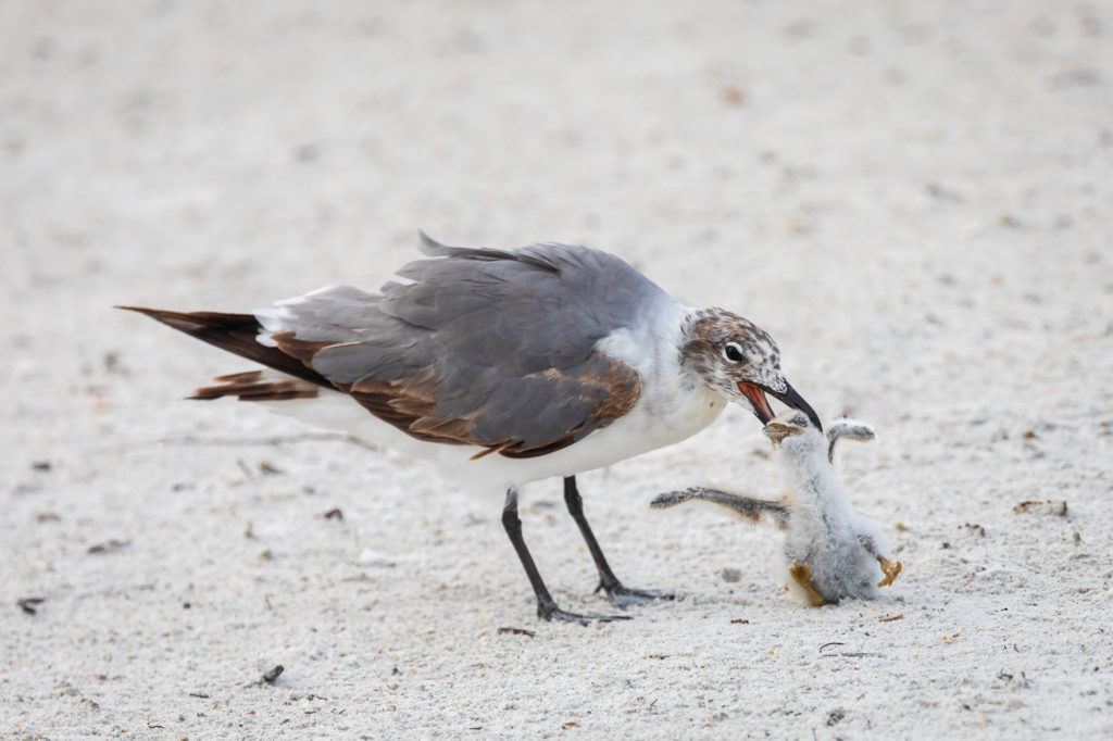 Baby Black Skimmer Attempted Predation by Laughing Gull (23)