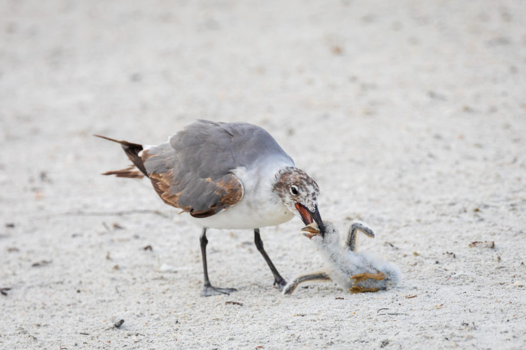 Baby Black Skimmer Attempted Predation by Laughing Gull (24)