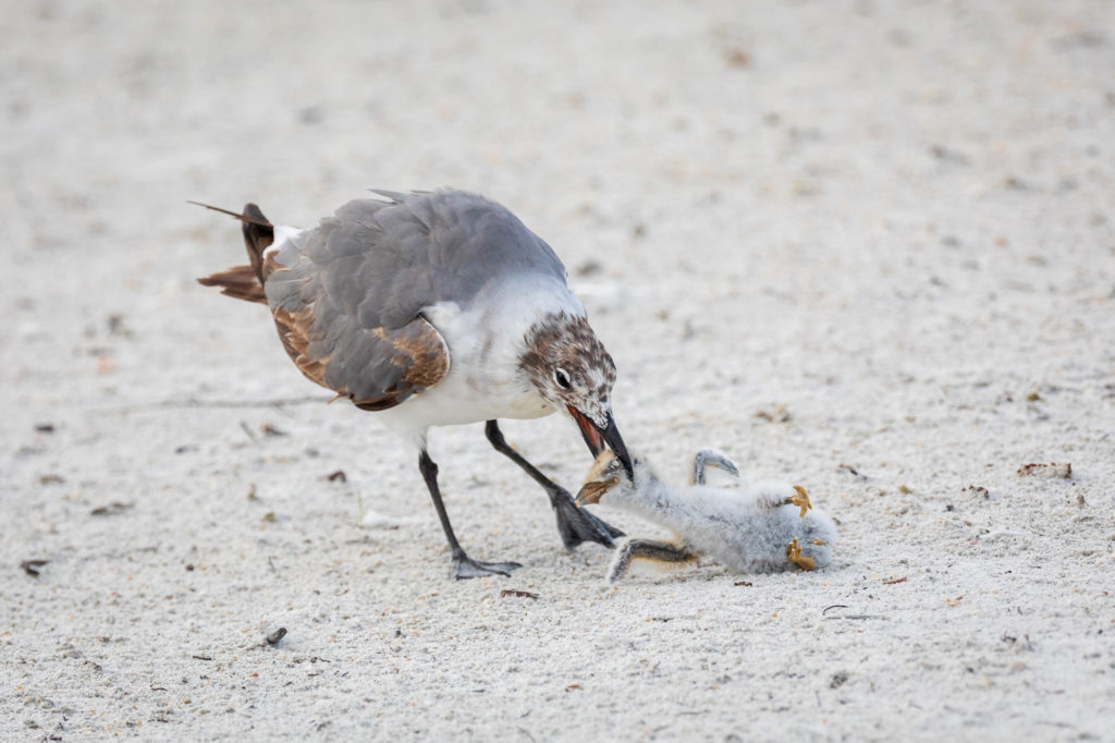 Baby Black Skimmer Attempted Predation by Laughing Gull (25)