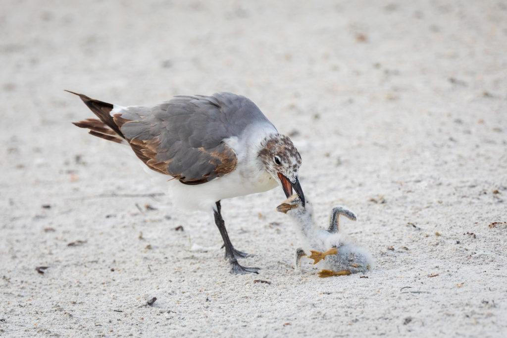 Baby Black Skimmer Attempted Predation by Laughing Gull (26)