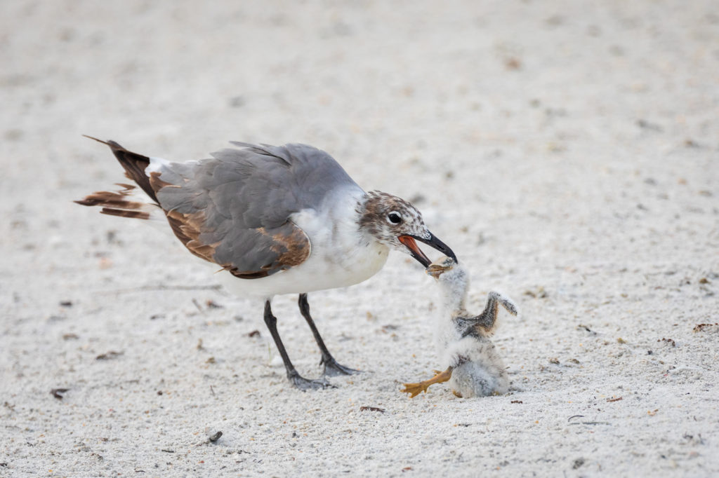 Baby Black Skimmer Attempted Predation by Laughing Gull (27)