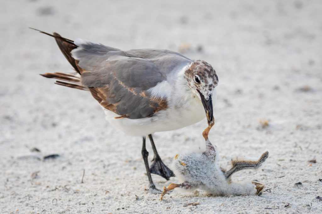 Baby Black Skimmer Attempted Predation by Laughing Gull (28)