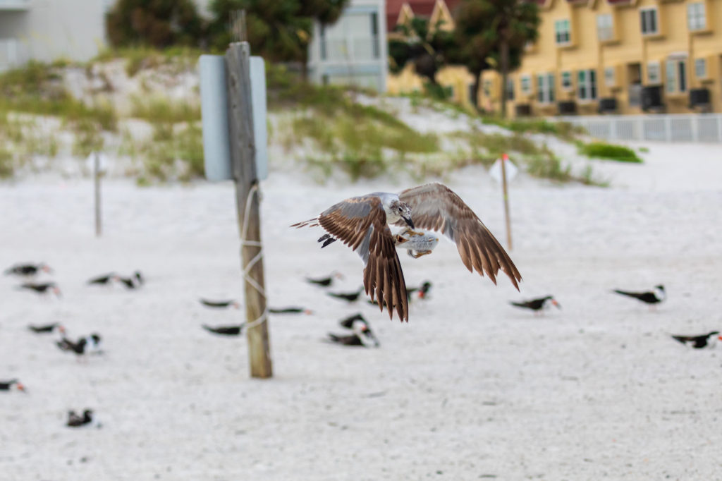 Baby Black Skimmer Attempted Predation by Laughing Gull (3)