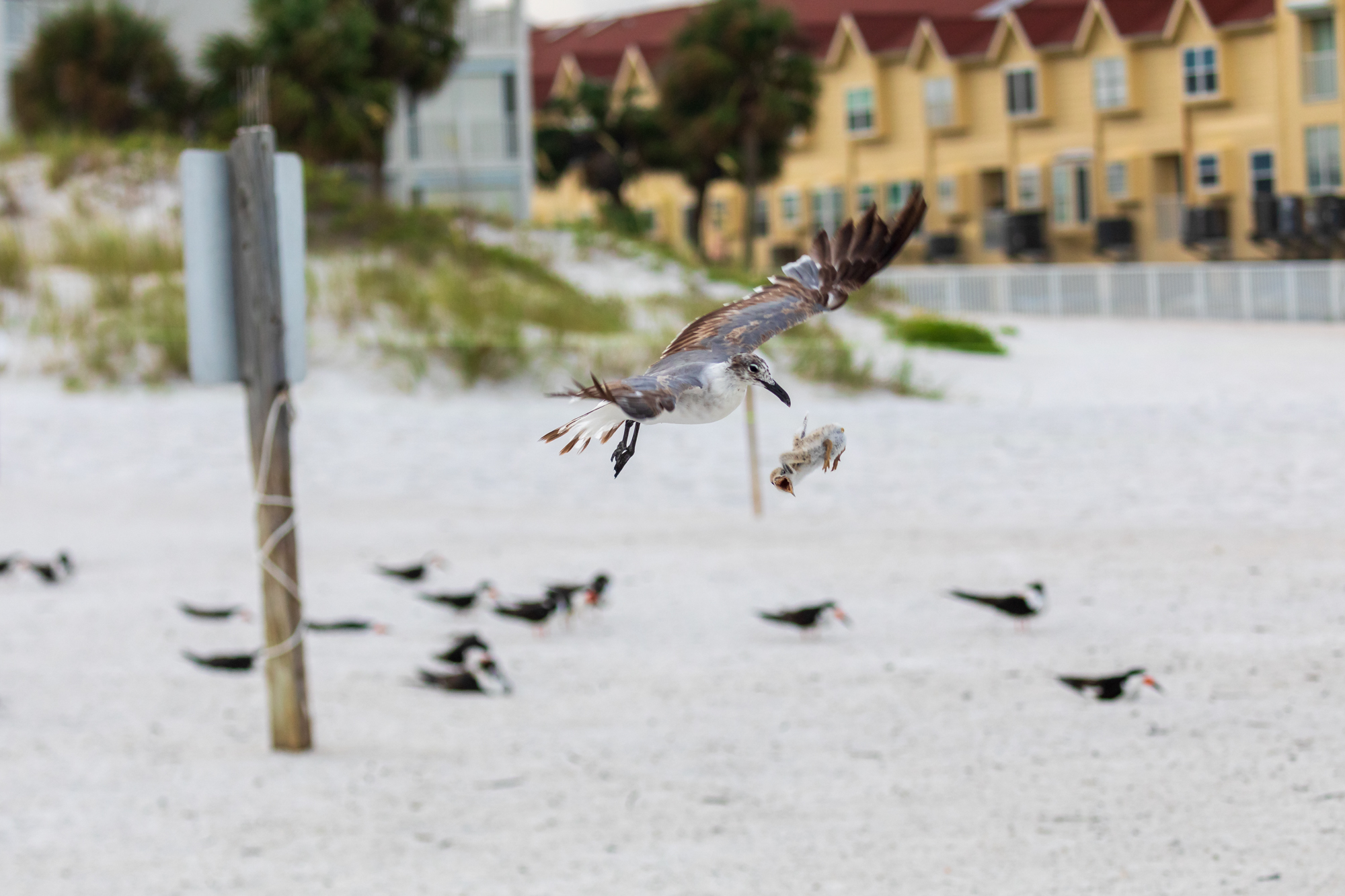 Baby Black Skimmer Attempted Predation by Laughing Gull (4)