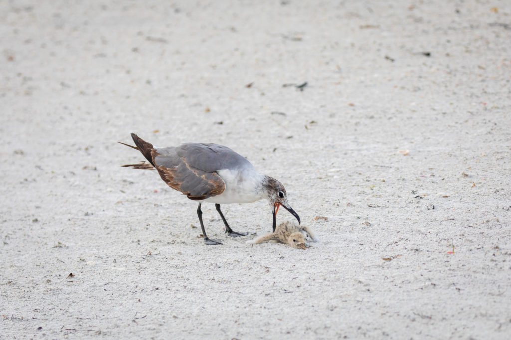 Baby Black Skimmer Attempted Predation by Laughing Gull (5)