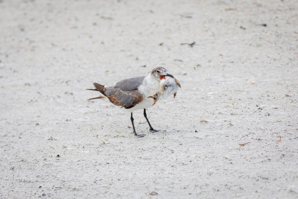 Baby Black Skimmer Attempted Predation by Laughing Gull (6)