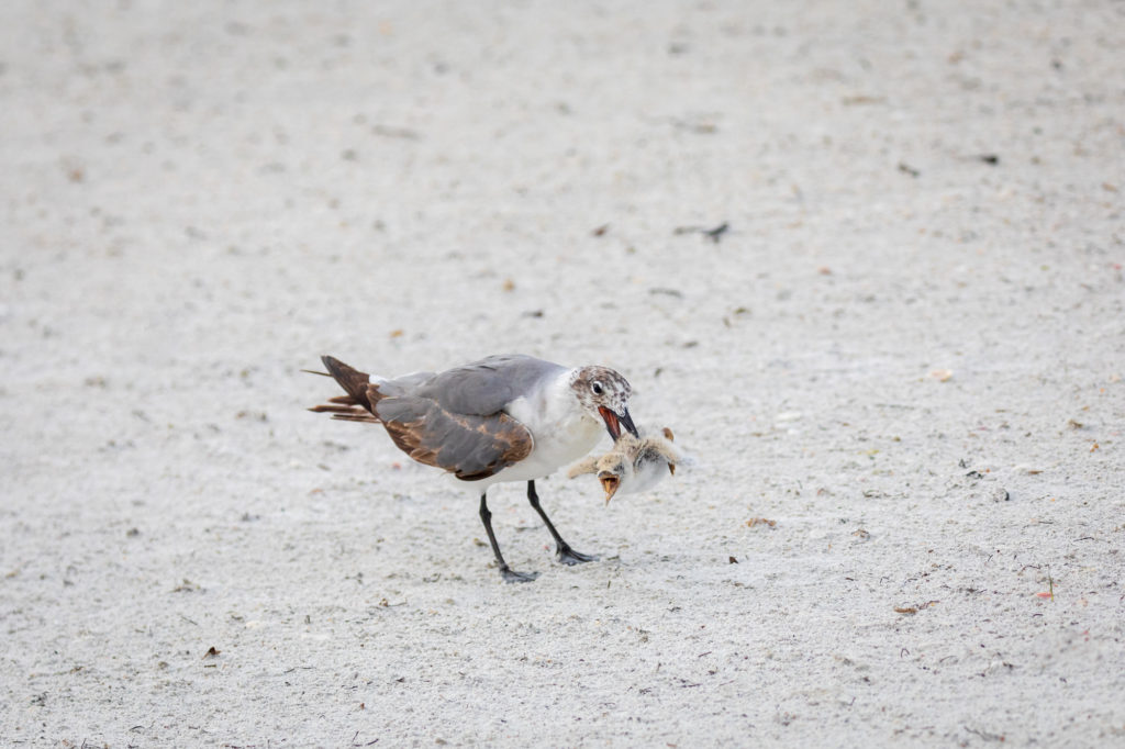 Baby Black Skimmer Attempted Predation by Laughing Gull (7)