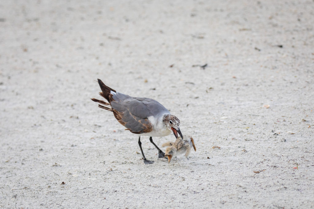 Baby Black Skimmer Attempted Predation by Laughing Gull (8)
