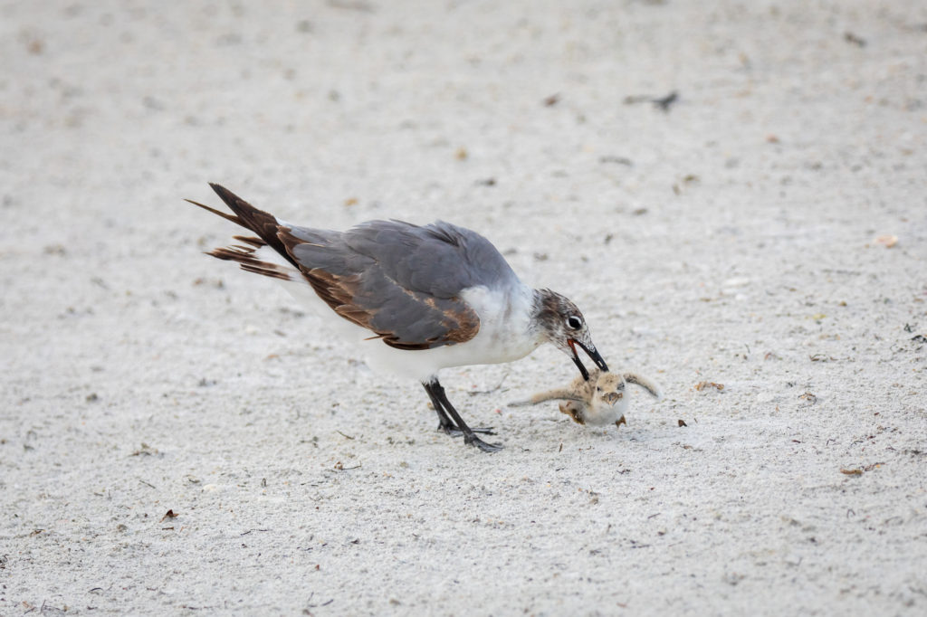 Baby Black Skimmer Attempted Predation by Laughing Gull (9)