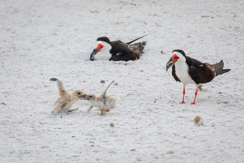 Baby Black Skimmer Sibling Rivalry (1)