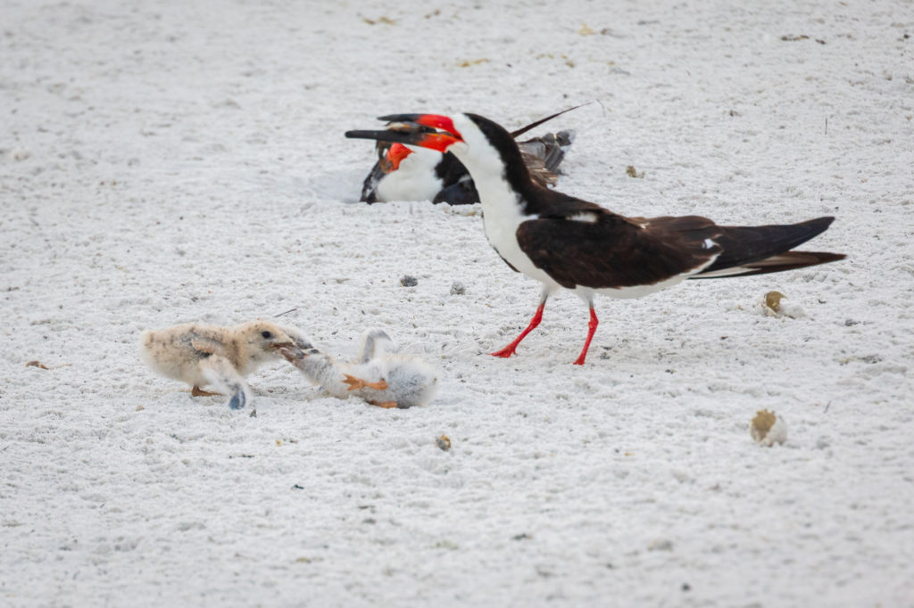 Baby Black Skimmer Sibling Rivalry (2)